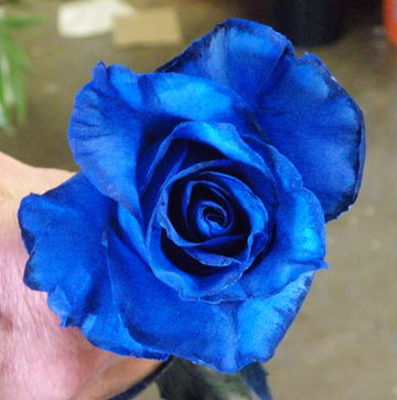 Blue rose.jpg